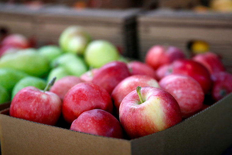 Выращивание яблок как бизнес в Украине